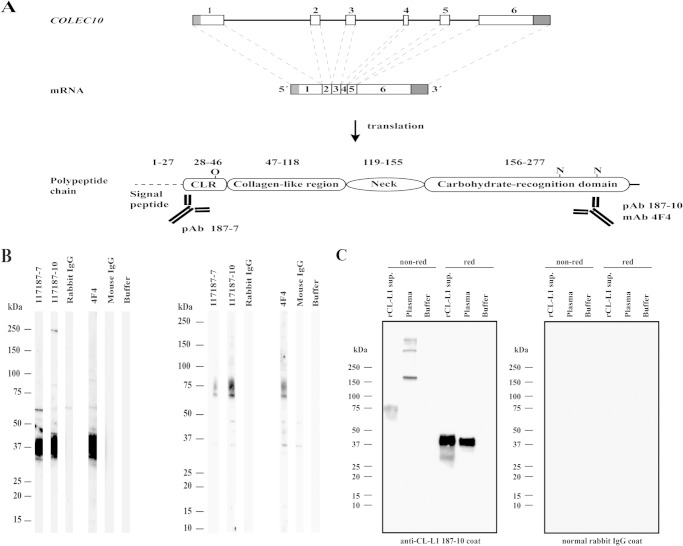 FIGURE 1.