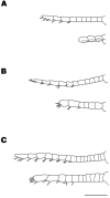 Fig. 12.