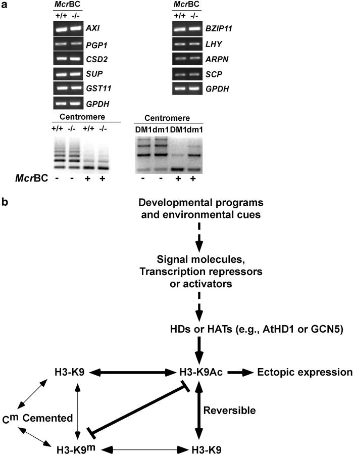 Figure 4.—