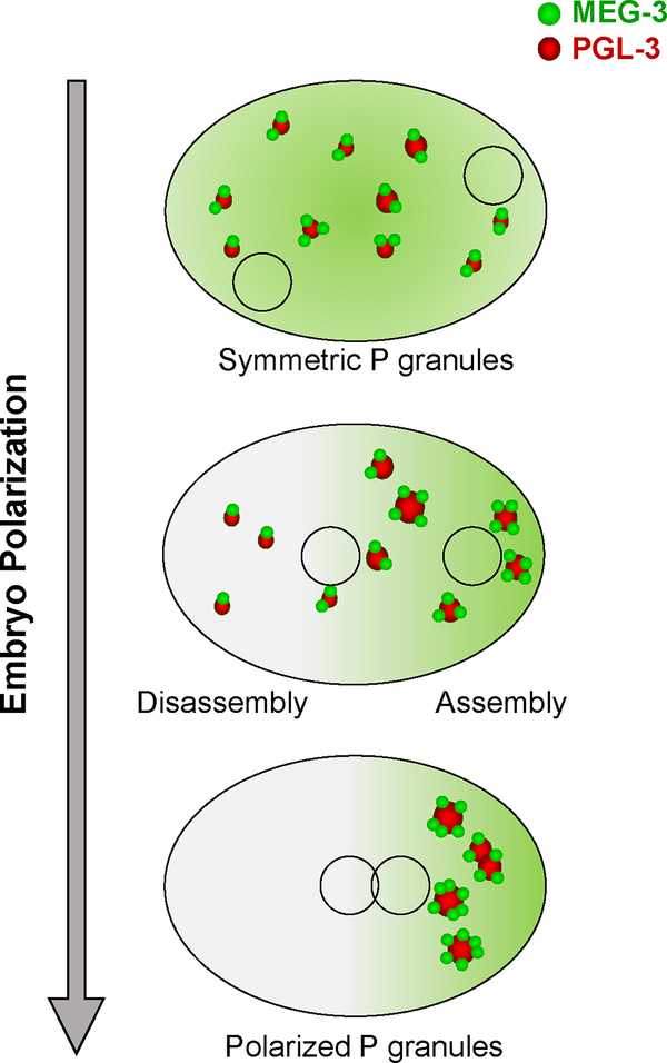 Fig. 6 –