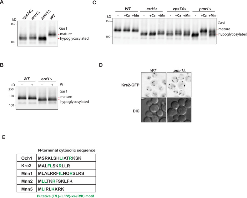 Figure 2—figure supplement 2.