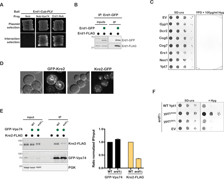 Figure 3—figure supplement 1.