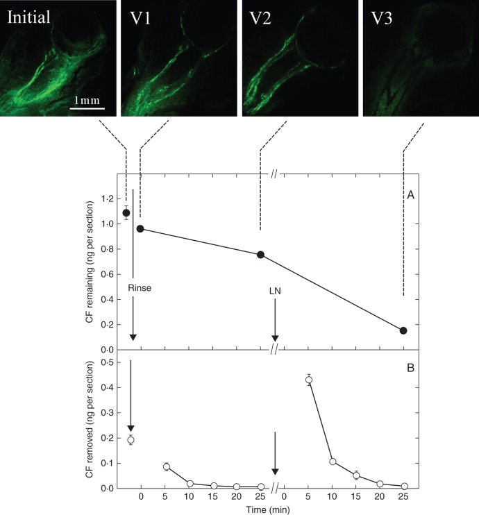 Fig. 7.