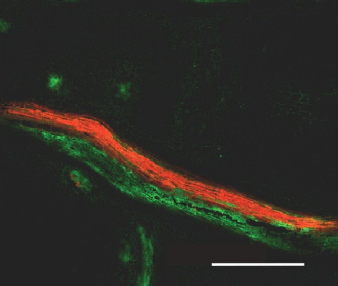 Fig. 13.