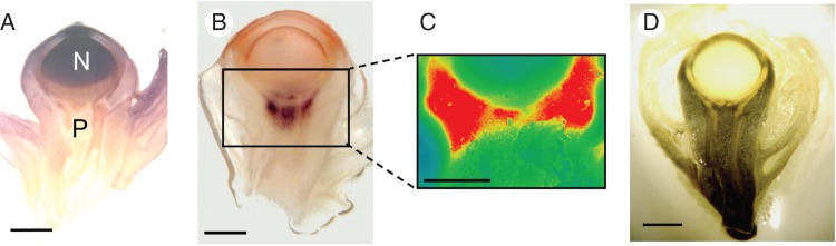 Fig. 1.