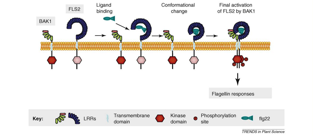 Box 1. How does BAK1 activate PRRs?