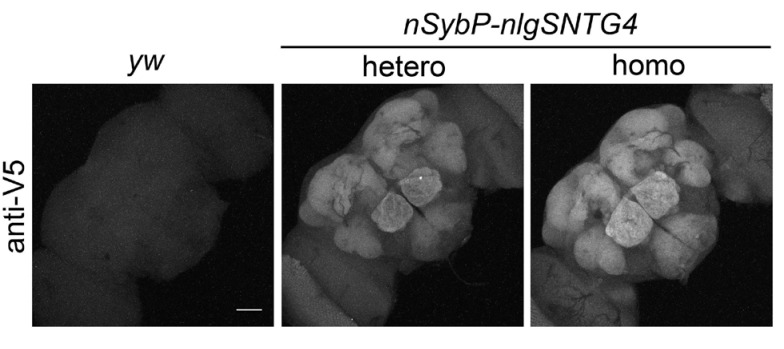 Figure 2—figure supplement 2.