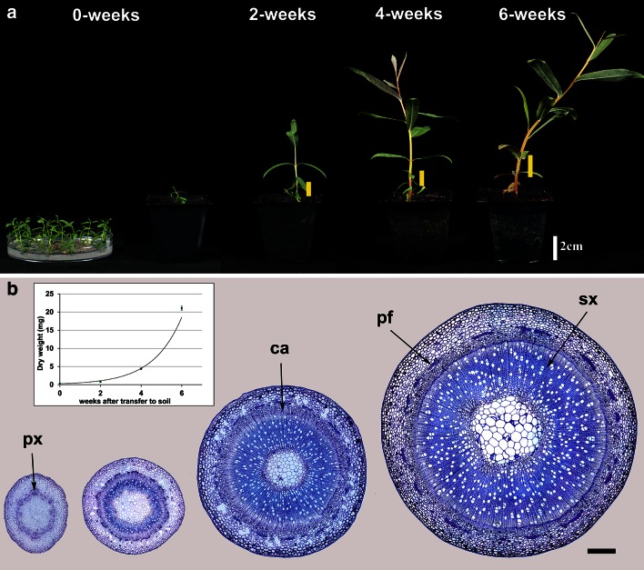 Fig. 1