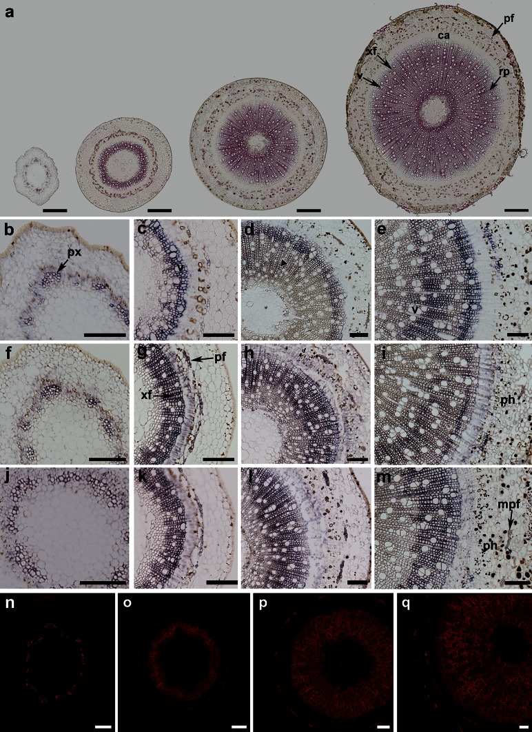 Fig. 4