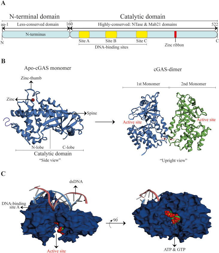 Figure 2