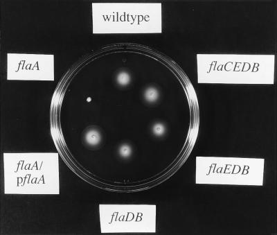 FIG. 5