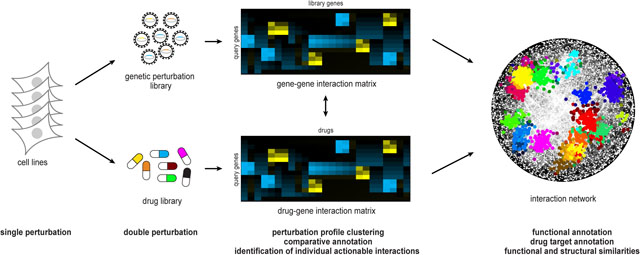 Box 1: Pharmacogenetic interactions