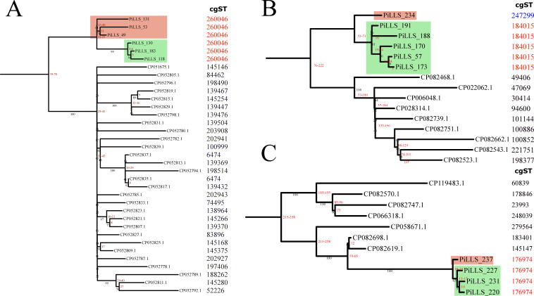 Phylogenetic trees depict relationships between isolates, with closely related clusters highlighted. cgST values indicate sequence types, differentiating strains. Bootstrap values support branch reliability. Colored boxes highlight distinct strain groups.