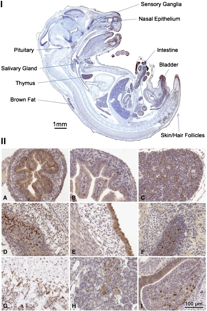 Fig. 8.