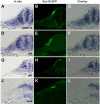 Figure 1—figure supplement 1.