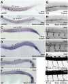 Figure 4—figure supplement 1.