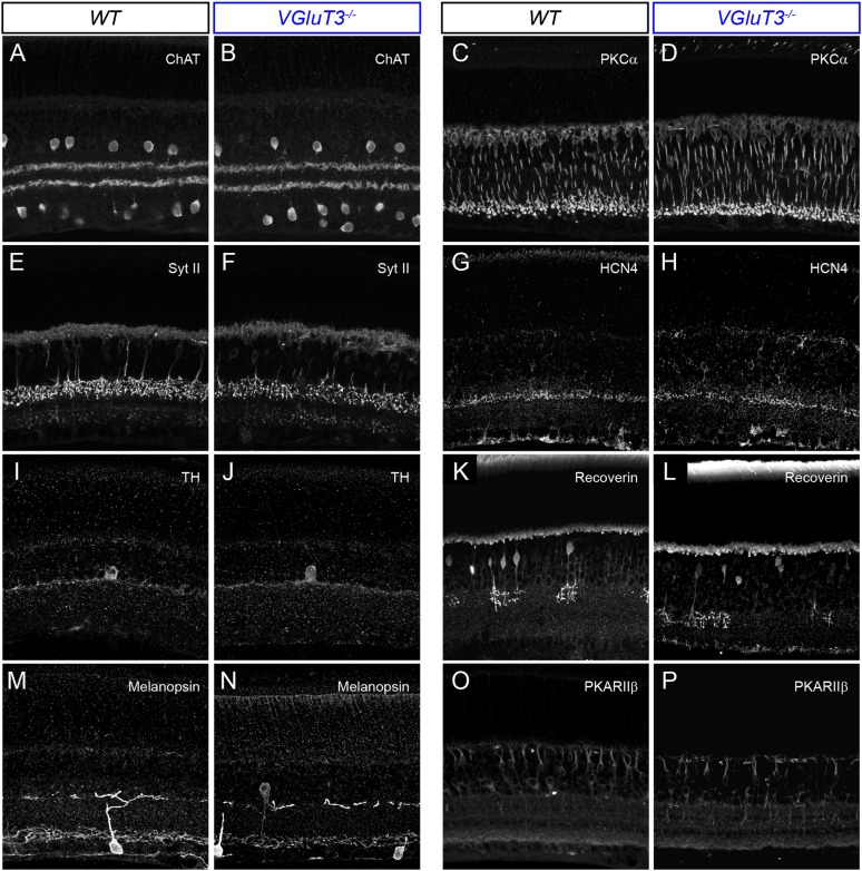 Figure 4—figure supplement 2.