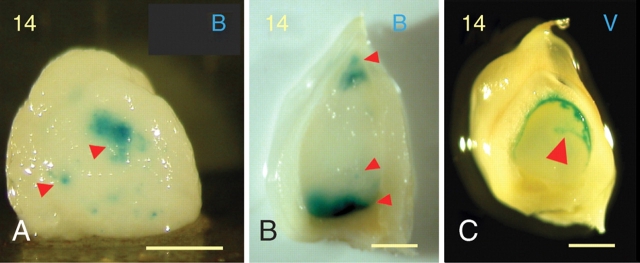 Fig. 7.