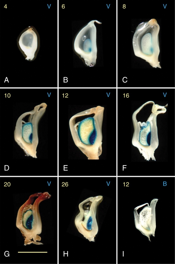 Fig. 5.