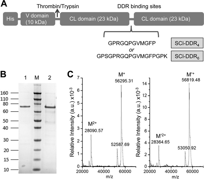 FIGURE 1.