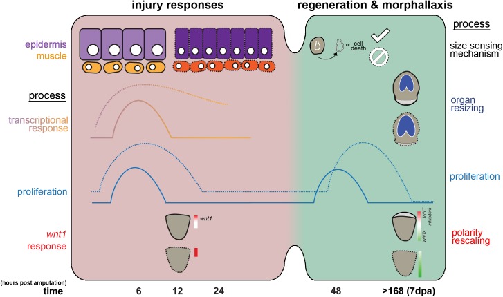 Fig 7