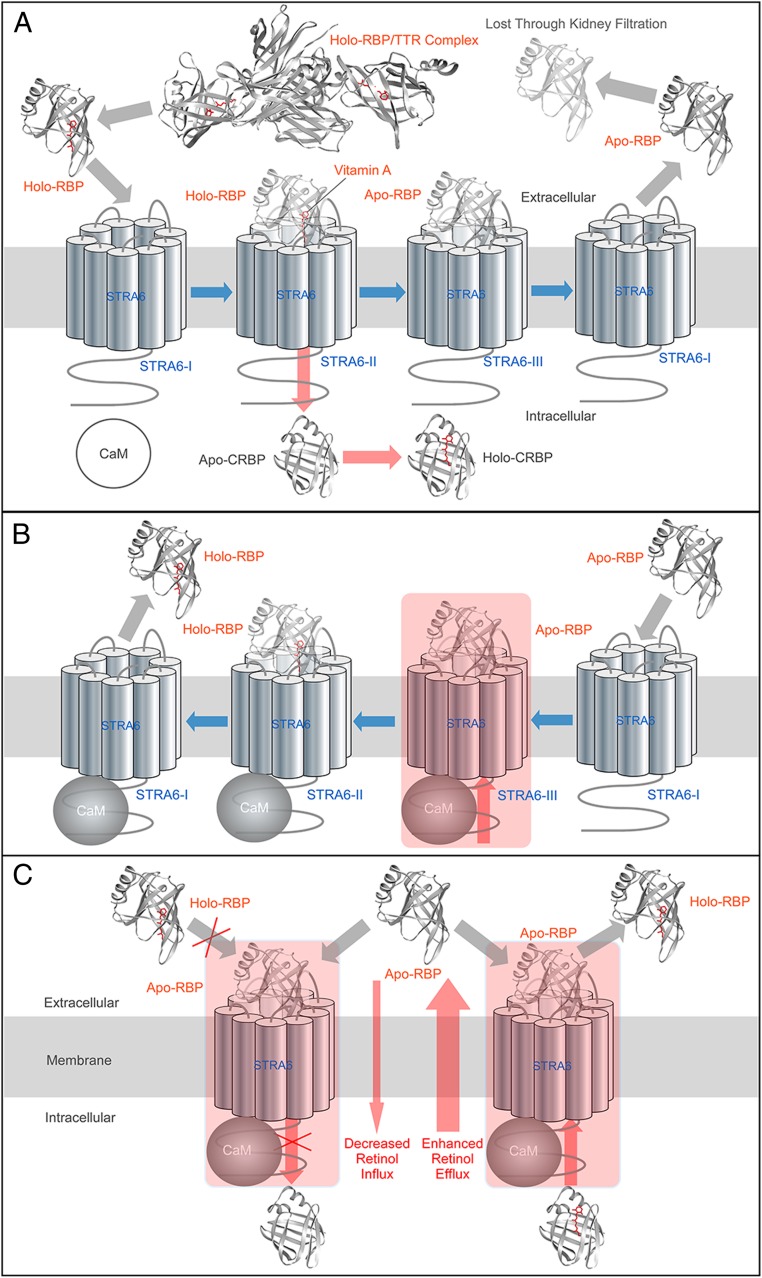 Fig. 7.