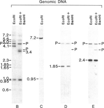 graphic file with name pnas00338-0217-b.jpg