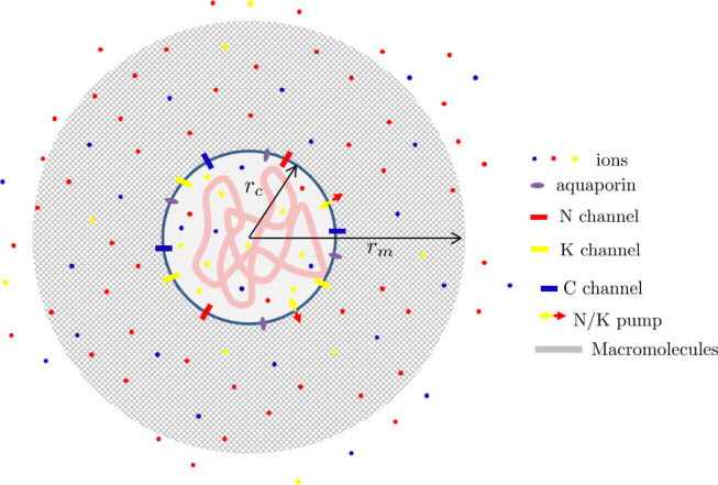 Appendix 1—figure 1.