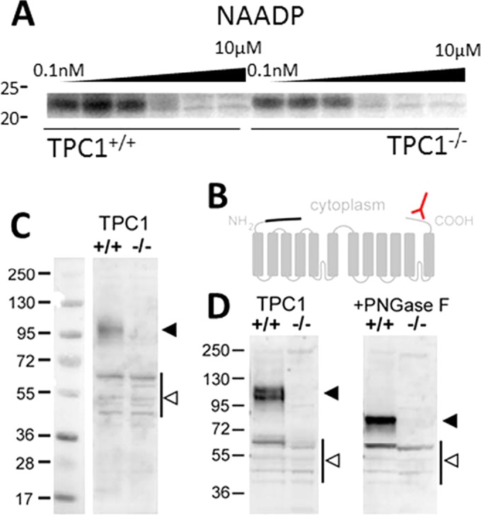 FIG 1