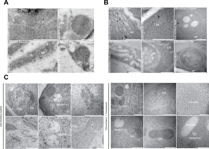 Figure 2—figure supplement 3.