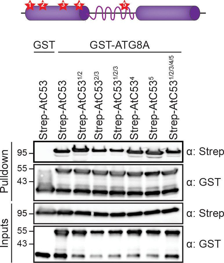 Figure 4—figure supplement 1.