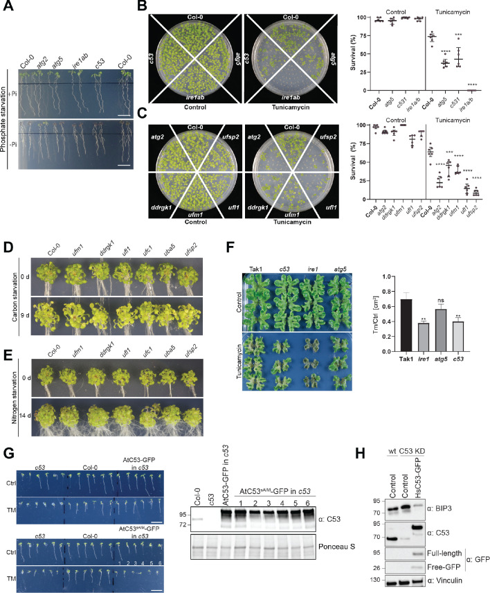 Figure 10—figure supplement 1.