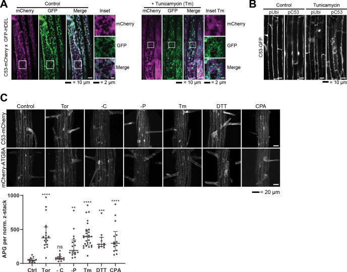 Figure 2—figure supplement 1.