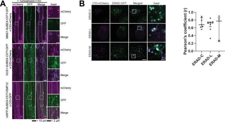 Figure 7—figure supplement 1.