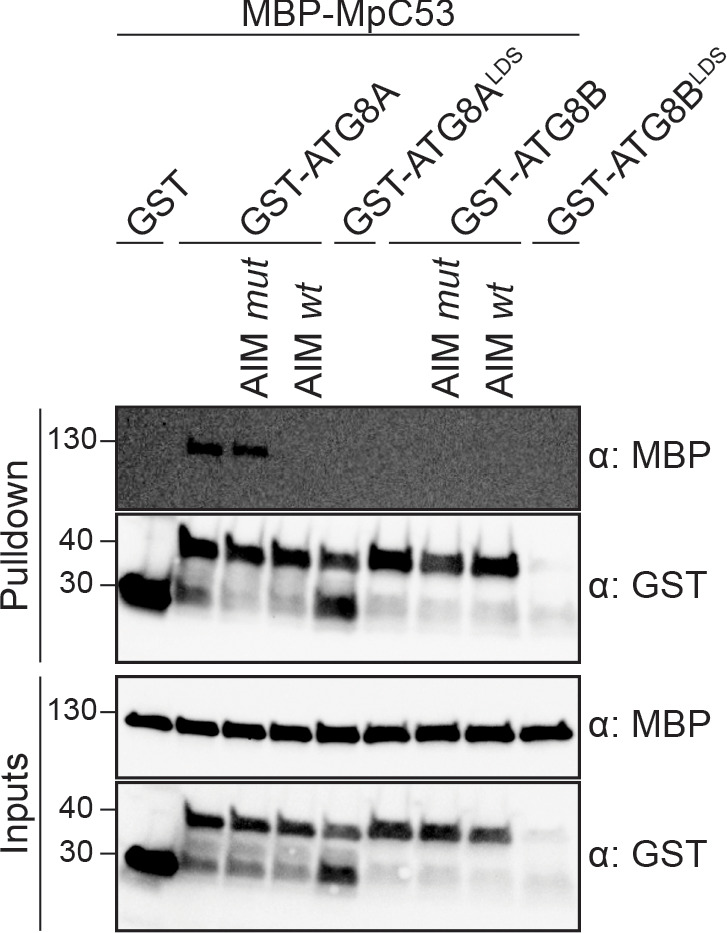 Figure 1—figure supplement 4.