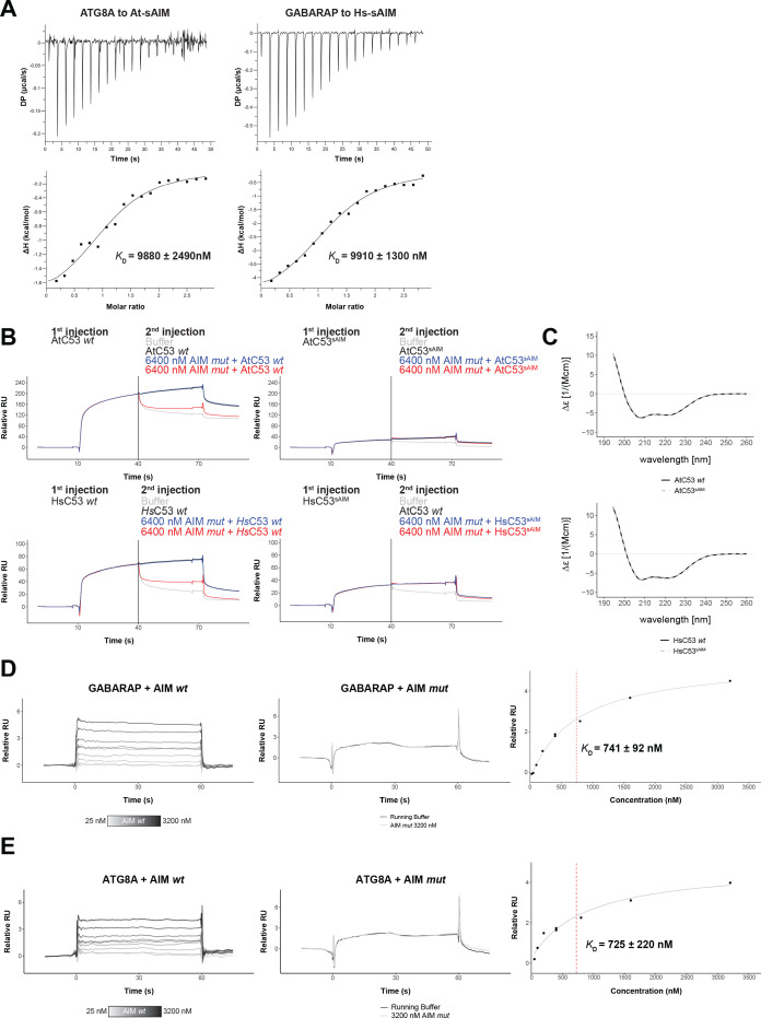 Figure 5—figure supplement 1.