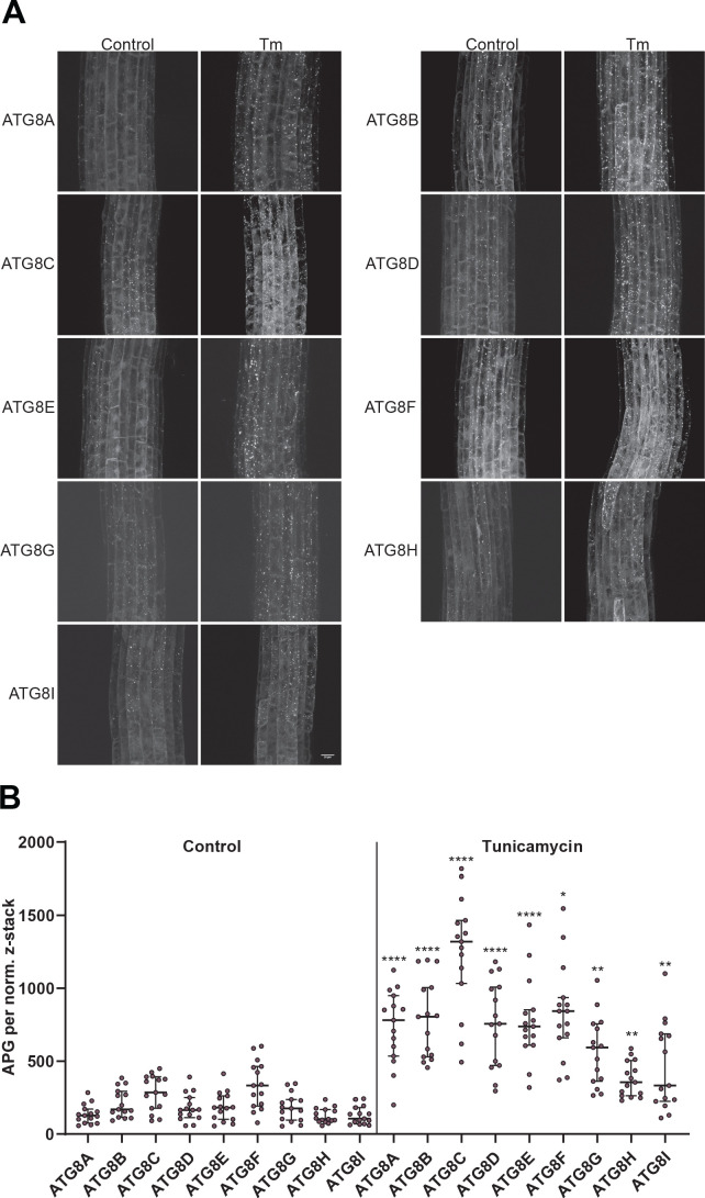 Figure 1—figure supplement 2.