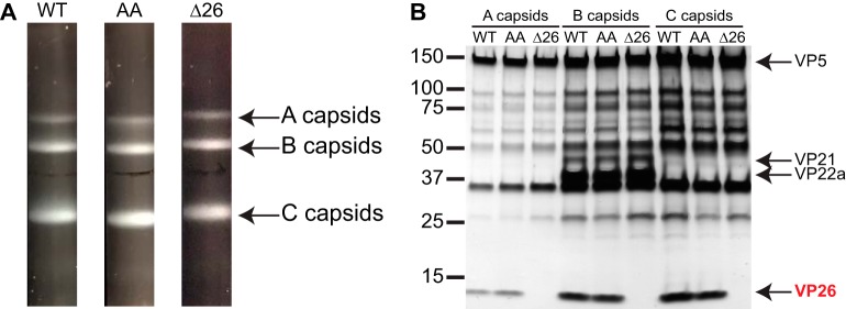 FIG 6