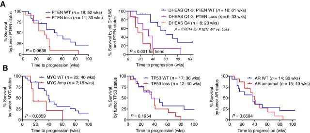 Figure 5. Association of PTEN status with radiographic progression on AA plus prednisone. A, rPFS as a function of PTEN status alone or as a function of baseline serum DHEAS levels stratified by PTEN status, comparing subjects in the lowest vs highest three quartiles (Q4 vs Q1–3). B, rPFS as a function of MYC, TP53, or AR status.