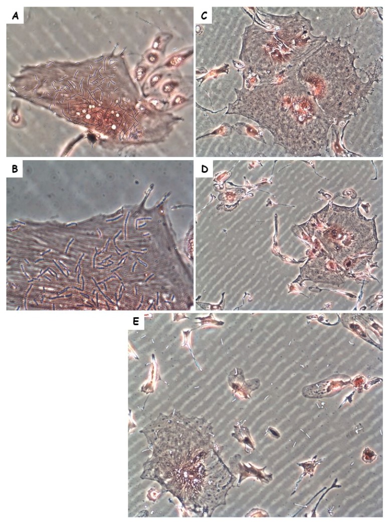 Figure 4