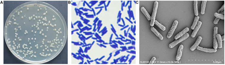 FIGURE 3