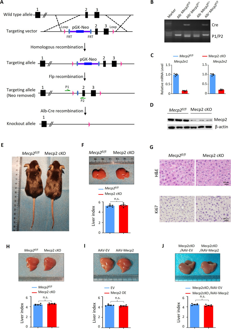 Figure 2—figure supplement 1.