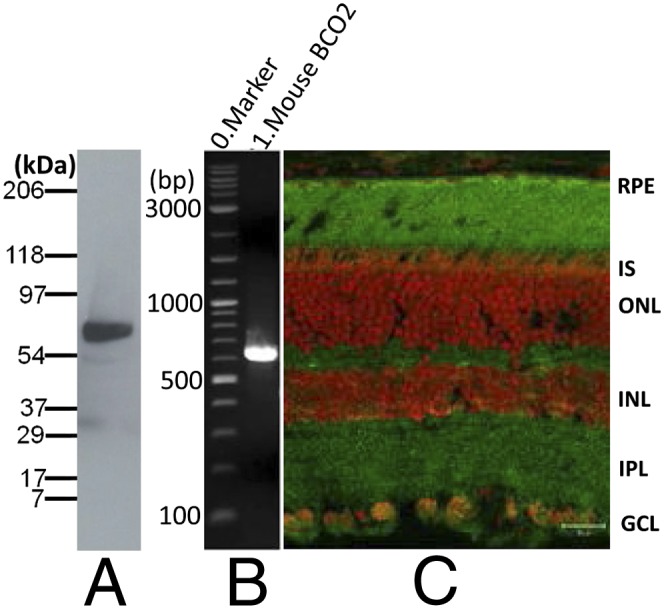 Fig. 2.