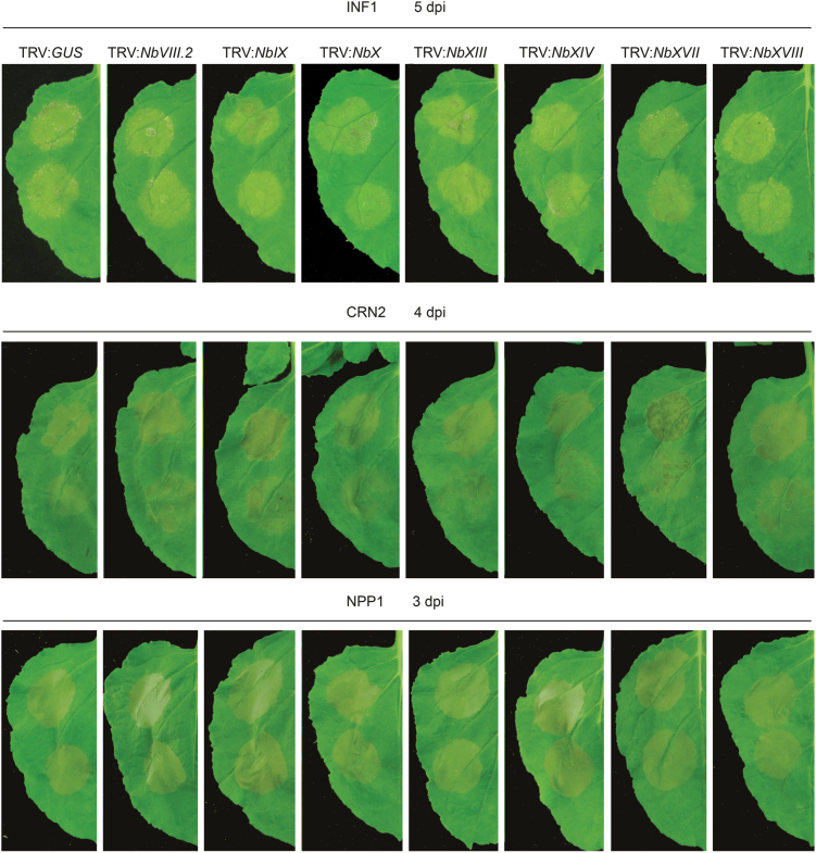 Fig. 4.