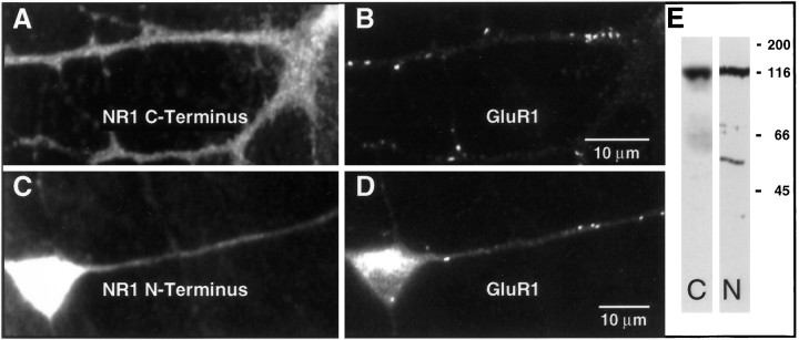 Fig. 9.