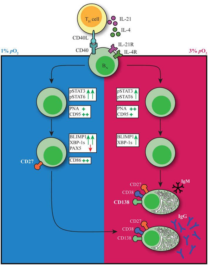 Figure 6