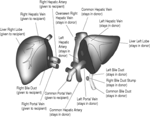 Figure 1)