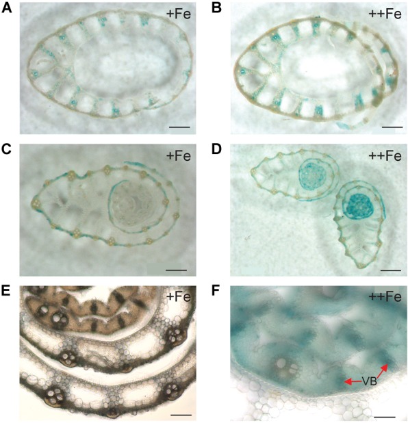 FIGURE 3