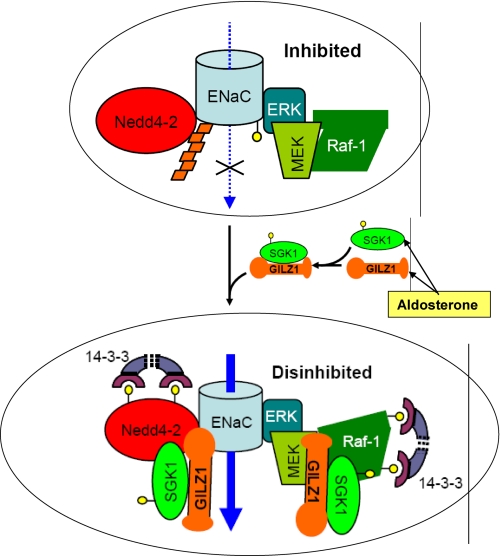 FIGURE 1.