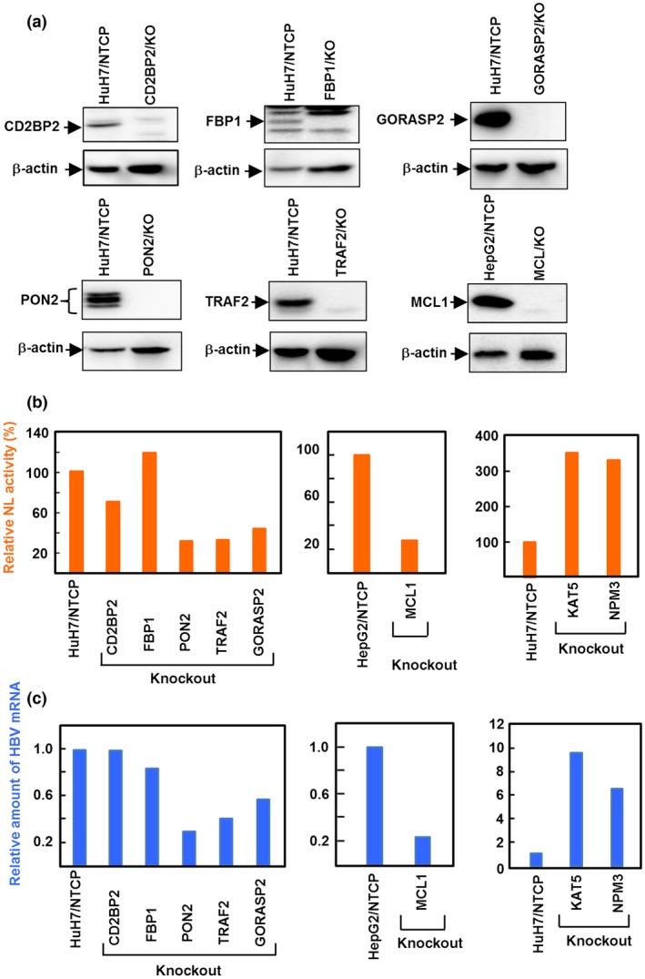 Figure 5